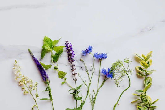 8 Questions to Ask Before Buying from a Botanical Store