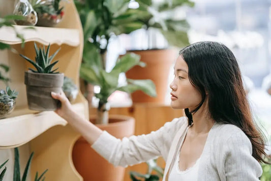 8 Common Myths About Botanical Stores and the Truth Behind Them