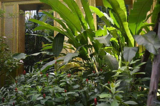 How a Botanical Store Enhances Your Wellness Journey