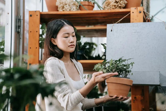 Unlock Nature's Potential: What a Botanical Store Offers