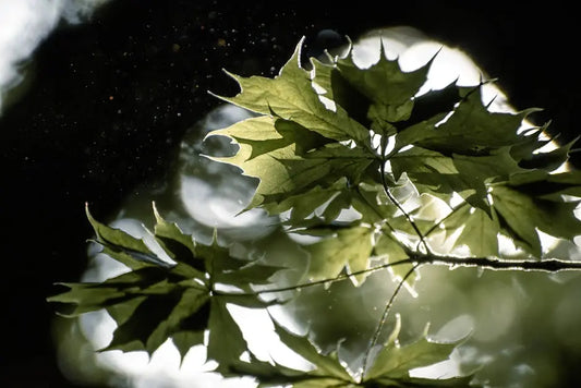 Why Quality Matters in 7-Hydroxy Kratom Products