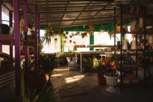 From Seed to Shelf: How Botanical Stores Elevate Your Wellness Journey