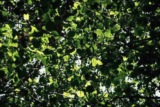 8 Reasons Why Quality Matters in a Kratom Shop
