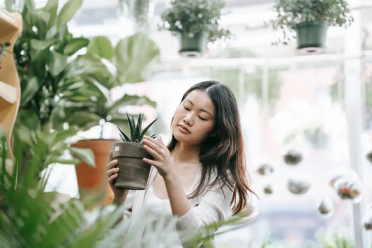 Why Botanical Stores are Your Go-To for Natural Health Solutions