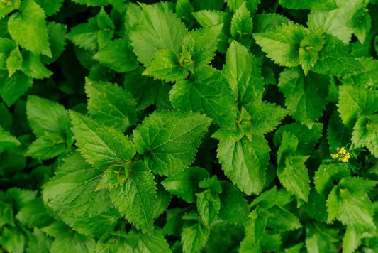10 Reasons Why Your Kratom Shop Should Be Transparent