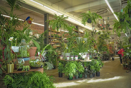 Sustainable Practices in Your Botanical Store: What to Look For