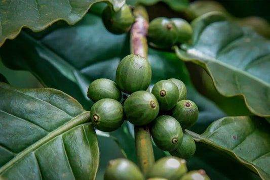 What Is 7-Hydroxy Kratom and Why Is It Significant?